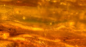 Amber is fossilized tree resin that hardens over time.