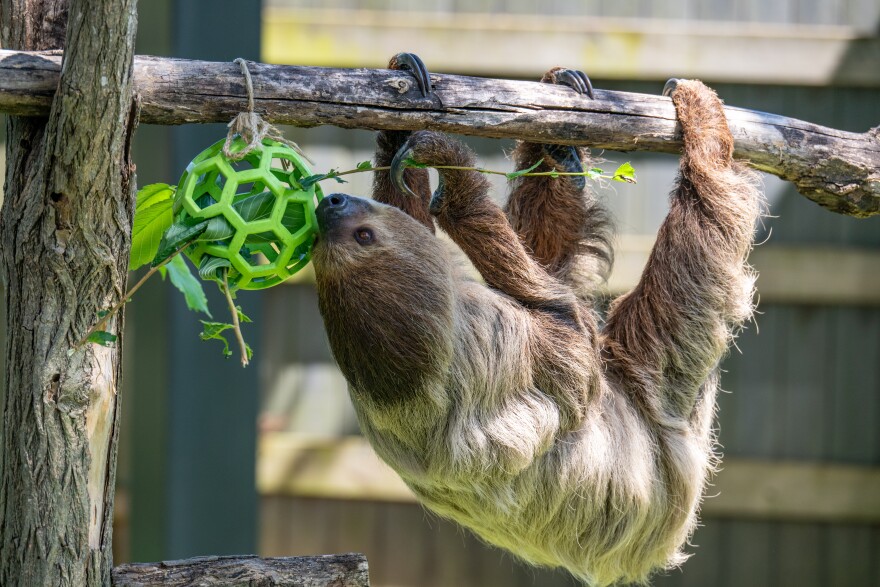 Sloths are big draws at the Virginia Zoo in Norfolk. The zoo is marking its 125th anniversary this year.