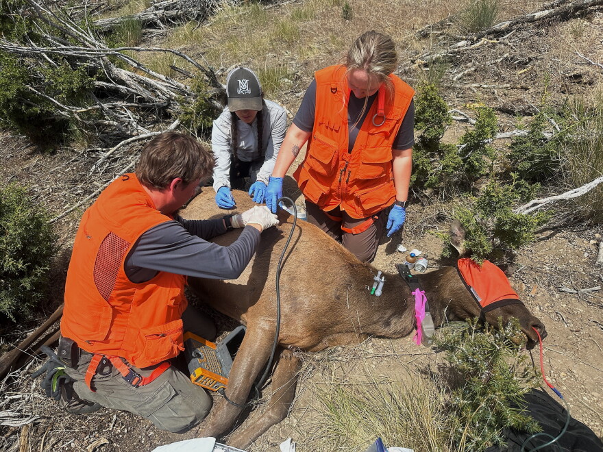 Three wildlife researchers collect samples from a dead elk during fieldwork in the mountains of northern Nevada.
