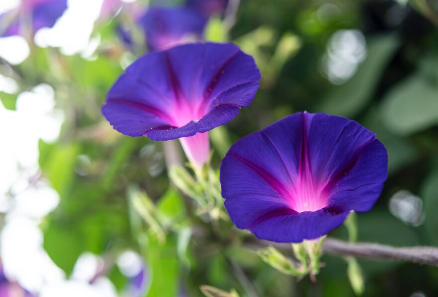 Morning glories