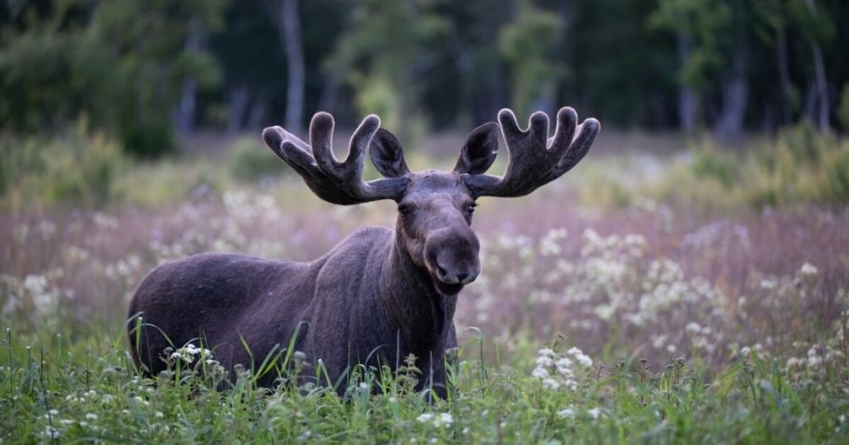 Maine's Iconic Moose