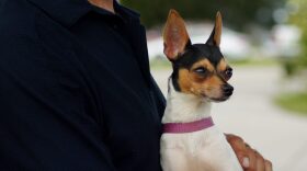 REUNITED - After two years of separation, Nika the toy fox terrier is finally reunited with her owner, Giuseppe DiBella of New York Friday. DiBella said Nika was taken from his back yard when she was left briefly unattended while he mowed the front lawn.