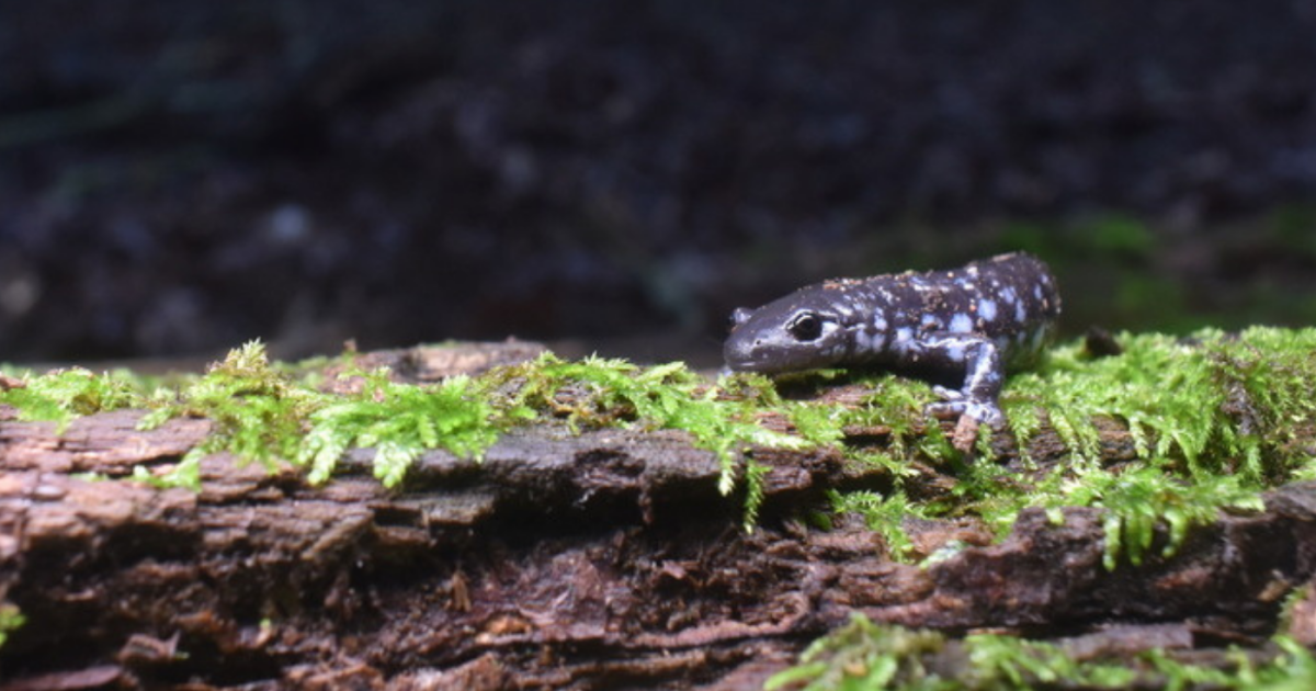 Cryptic and captivating: The secret lives of MN salamanders