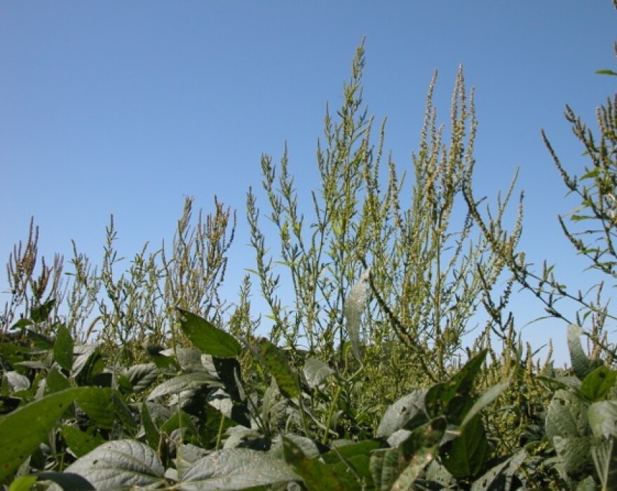 sig_101012_roundup_hemp.jpg