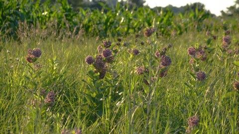 Common milkweed
