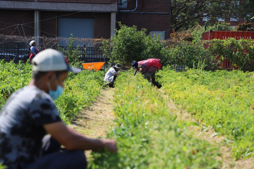 Farmers work the fields at Ohio City Farm. The farm has employed refugees from at least 7 countries since 2010.