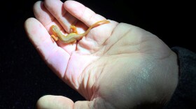 A newt receives a little help crossing the road