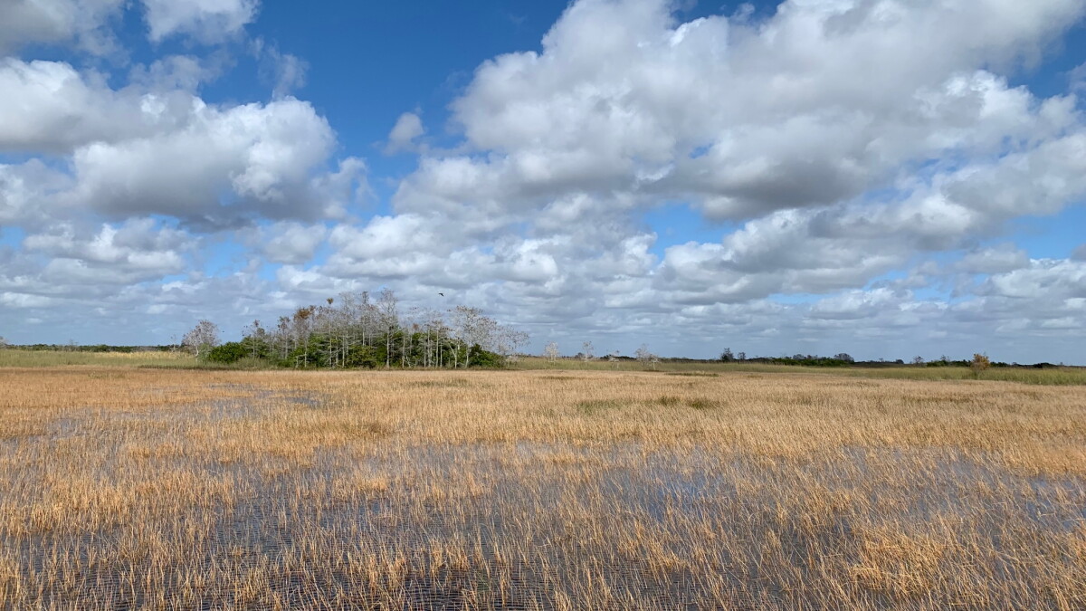Everglades restoration is getting a billion dollar windfall. Here's what that will buy - Vimarsana News