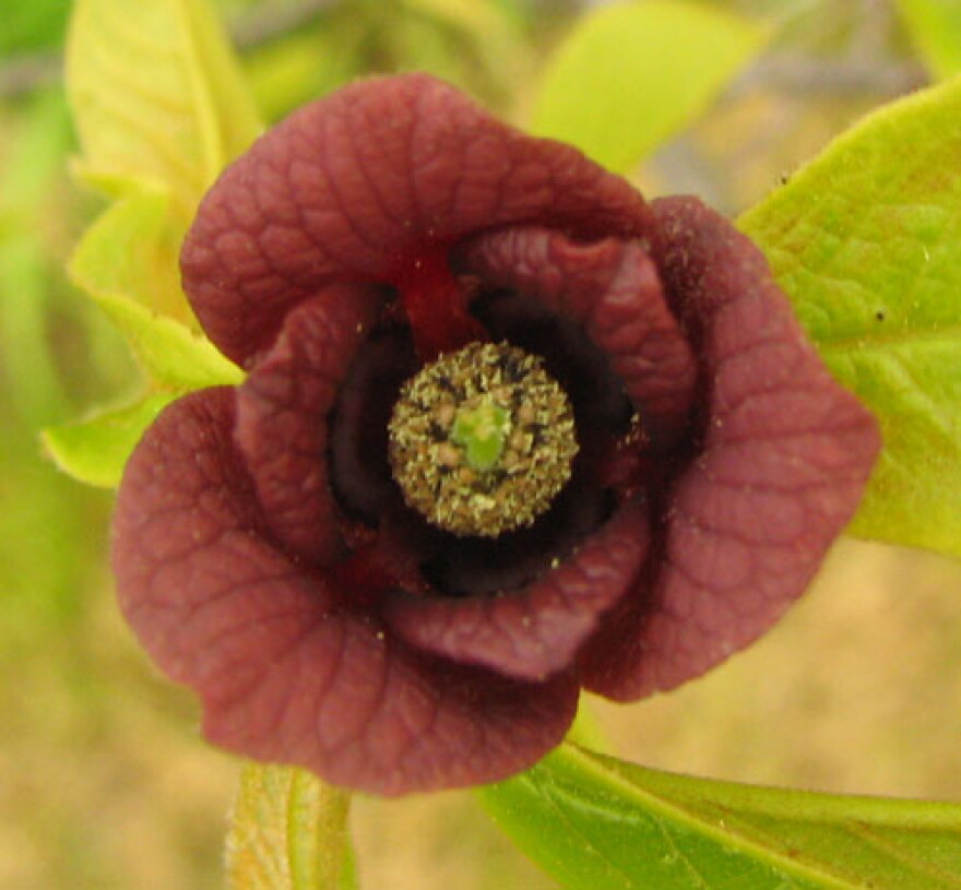 The flower of the Paw Paw tree.