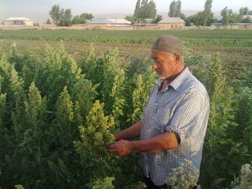 The Food and Agriculture Organization has planted test plots of quinoa in Kyrgyzstan and Tajikistan to see how it fares under the region's climatic conditions.
