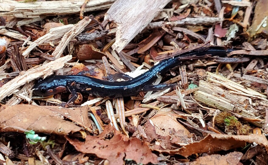A red-cheeked salamander crawls under a rock.