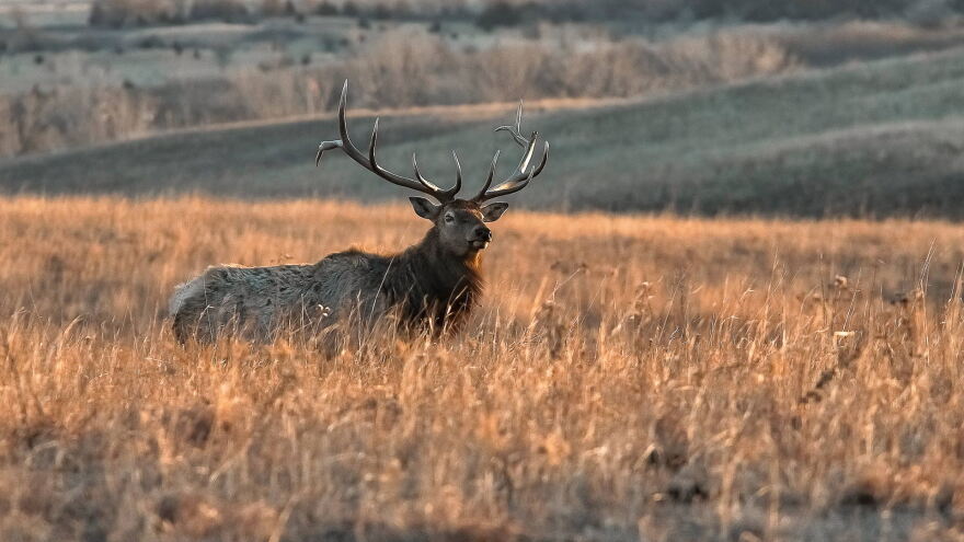 Bull Elk hero