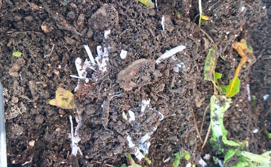 Soil and decomposing plant material inside a composting system at the Mancos School Garden. Students learn about composting, soil health, and nutrient cycling through hands-on activities.