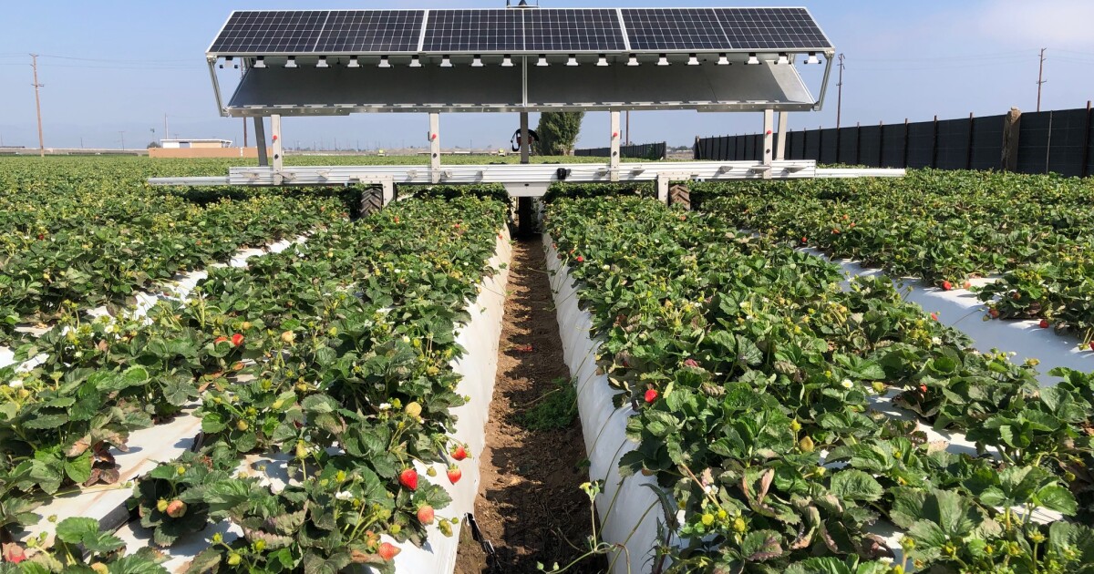 Ventura County strawberry farm is ground zero for development of a solar powered harvesting