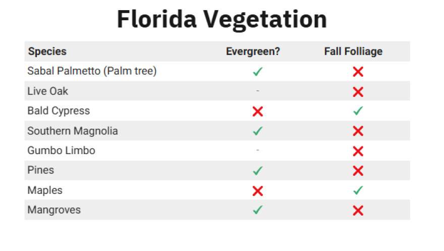Popular trees around the Sunshine State.