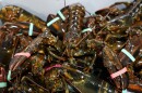 Lobsters sit in a crate at a shipping facility on Nov. 18, 2020, in Arundel, Maine.