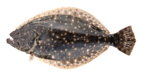 Southern Flounder.