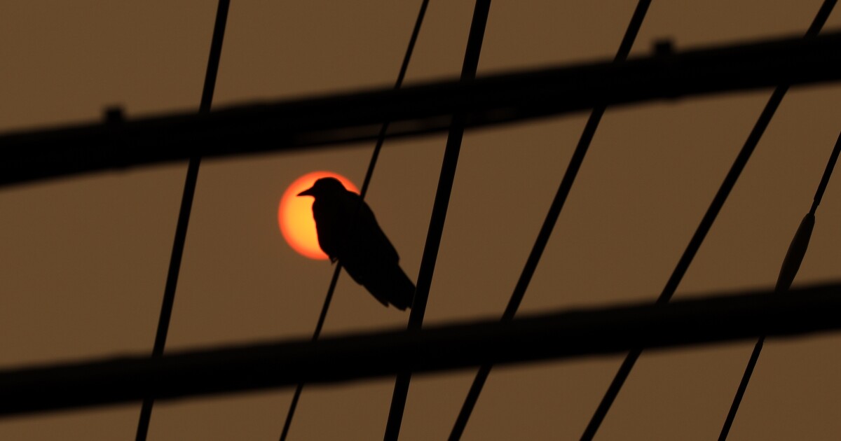Wildfire haze and wildlife: Here's how you can help