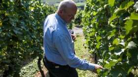 Johannes Selbach checks the green speckled Riesling grapes he grows along the Mosel River in Germany. This year Selbach said the harvest was a record month early, which he says is evidence of global warming.