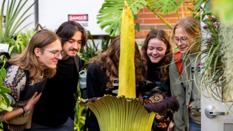 Visitors experience rotten-flesh smell of GVSU's corpse flower in the Barbara Kindschi Greenhouse