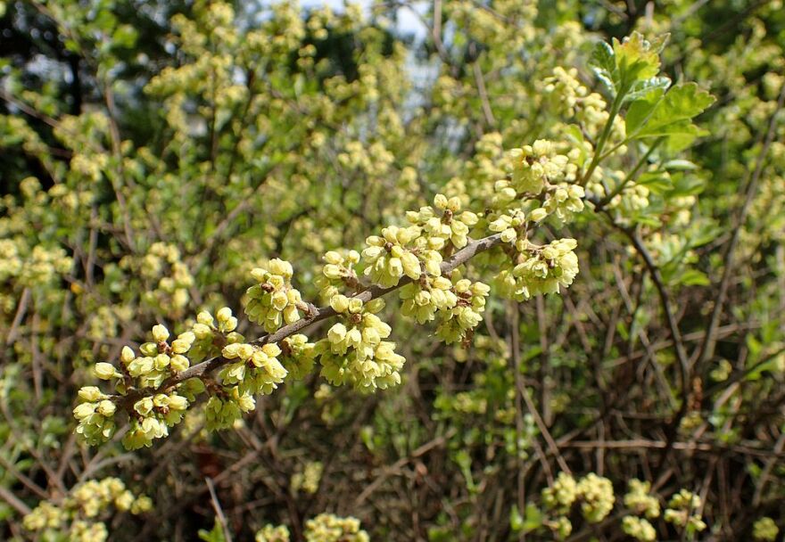 Fragrant Sumac doesn't smell all that great, but, it's a great choice for dry areas where it will get little maintenance.