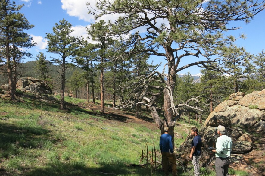 This is part of an 85-acre area of Hall Ranch that's been thinned and restored to be more like Colorado forests a century ago.