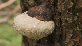 The phenomenon called guttation - tree fungi (Fomitopsis pinicola) exude beads of moisture.