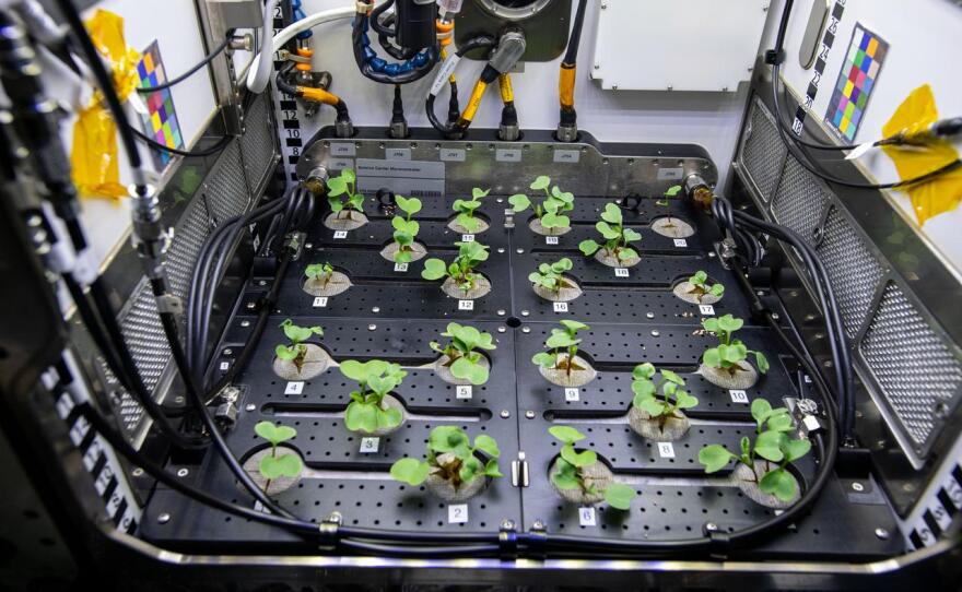 Photo documentation of the Plant Habitat-02 investigation aboard the International space Station (ISS). The Assessment of Nutritional Value and Growth Parameters of Space-grown Plants (Plant Habitat-02) uses the Advanced Plant Habitat to cultivate Radishe