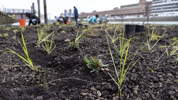 Smooth cordgrass planted on the living island in Boston's Fort Point Channel. (Robin Lubbock/WBUR)