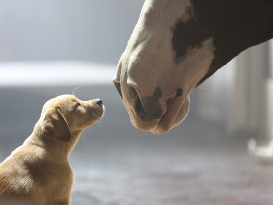 Puppy + Clydesdale = awww.