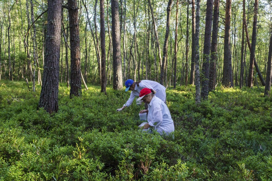 Tatyana and her daughter Svetlana pick blueberries. One part of dacha life is going into the woods to hunt for berries, despite the swarms of bloodthirsty flies.