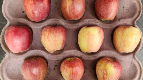 Three rows of apples in a carton.
