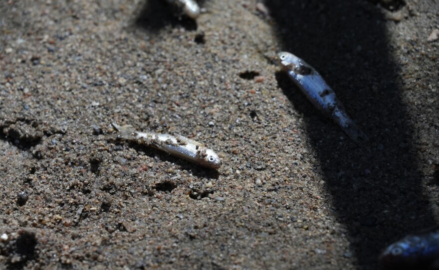 Dead Rio Grande silvery minnows lie in the dry Rio Grande riverbed Tuesday, July 26, 2022, in Albuquerque, N.M. Years of drought, scorching temperatures and an unpredictable monsoon season are zapping what's left of its habitat, leaving officials with little recourse but to hope for rain. (AP Photo/Brittany Peterson)
