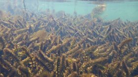 An elodea-infested lake.