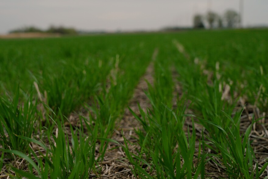 Jason Lay's 75-acre field of cover crops holds roughly 75 tons of carbon — which is about the emissions equivalent of 15 gas-powered vehicles driven for one year.