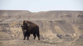 A buffalo, relocated from the Soapstone Prairie in Colorado, wanders in its new home at the Eastern Shoshone Buffalo Enclosure, Friday, April 11, 2025, on the Wind River Reservation near Morton, Wyo.