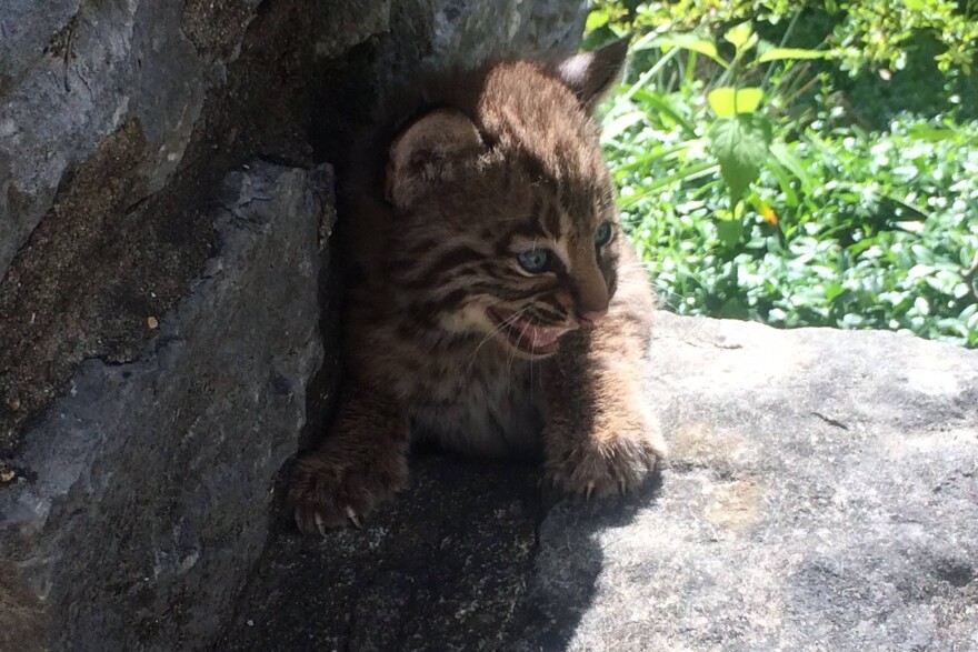 Bobcats were taken off the Indiana endangered species list in 2005.