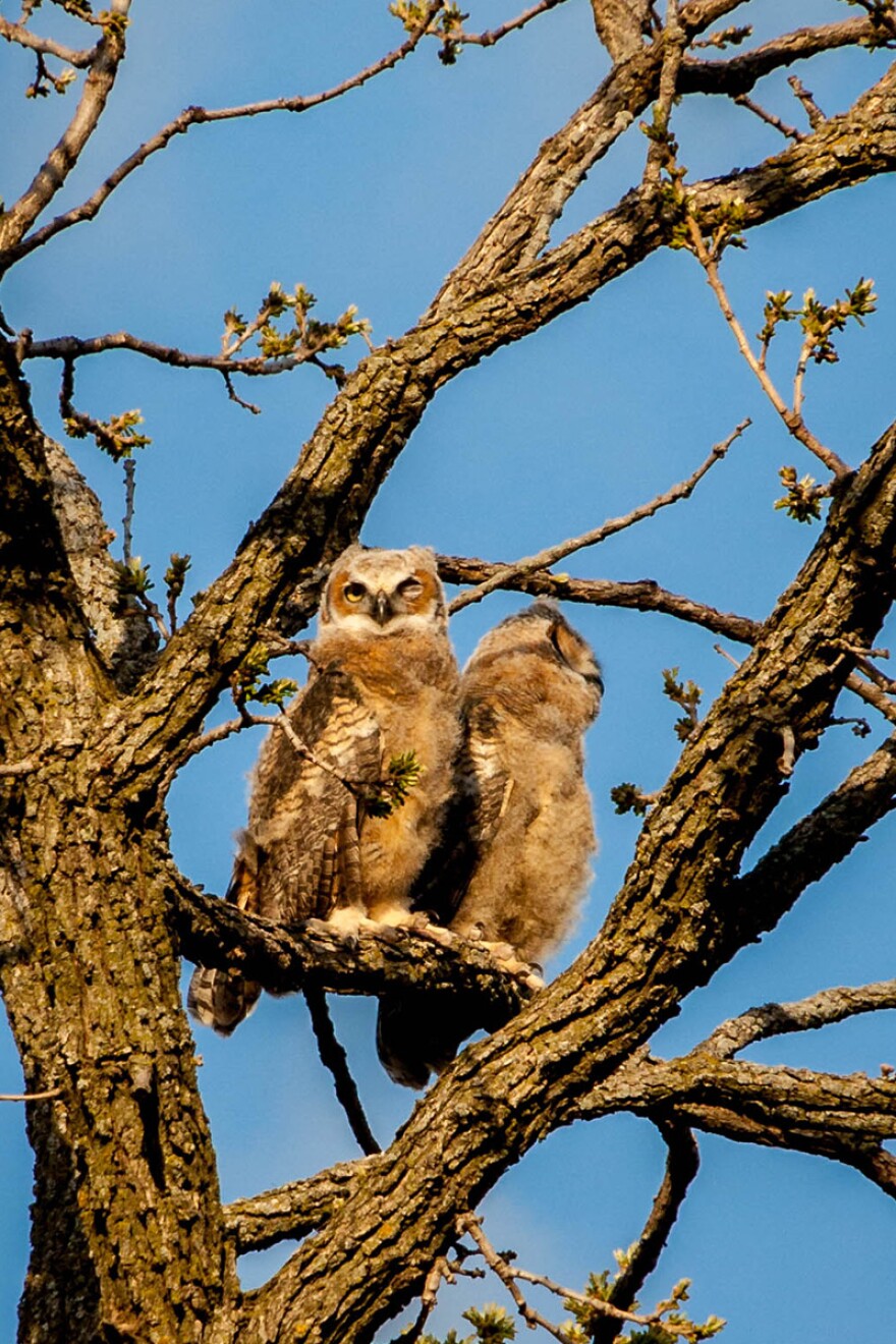 Two great horned owls sit in a tree.