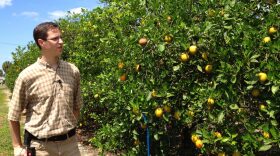 Dr. Evan Johnson, research scientist in plant pathology, explains the signs and symptoms of citrus greening, or HLB (huanglongbing), at University of Florida's Citrus Research and Education Center in Lake Alfred, Florida.