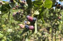 Ripening blueberries at Sunnycrest Farm in Londonderry.