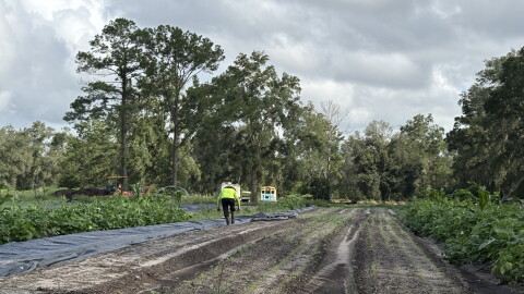A farmer works in a field.