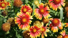 Mesa Bicolor gaillardia