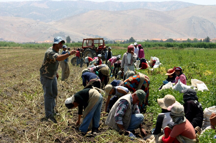 The Lebanese foreman yells at the children in his crew of Syrian refugees. They're picking potatoes in the Beqaa Valley in Lebanon. Whether the worker is a 45-year-old mother or a 7-year-old boy, the pay is the same: about $8 for a 12-hour day.