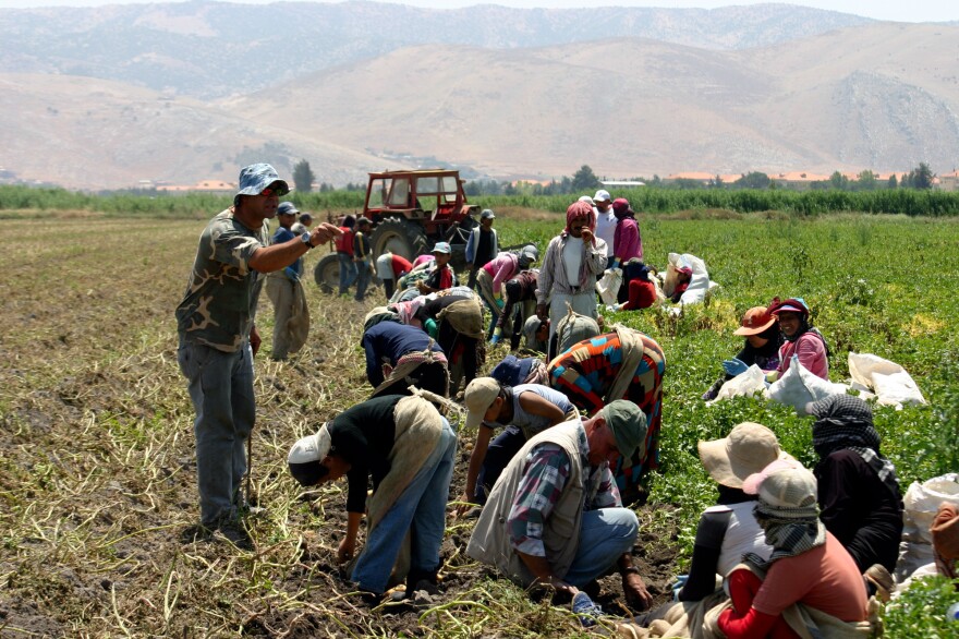 The Lebanese foreman yells at the children in his crew of Syrian refugees. They're picking potatoes in the Beqaa Valley in Lebanon. Whether the worker is a 45-year-old mother or a 7-year-old boy, the pay is the same: about $8 for a 12-hour day.