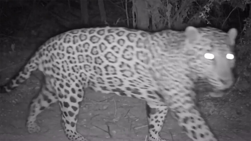 El Bonito male jaguar near border