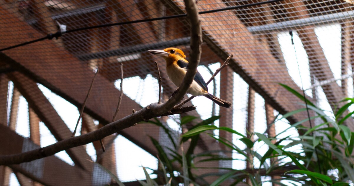 Guam kingfishers, extinct in the wild, breed at Smithsonian facility