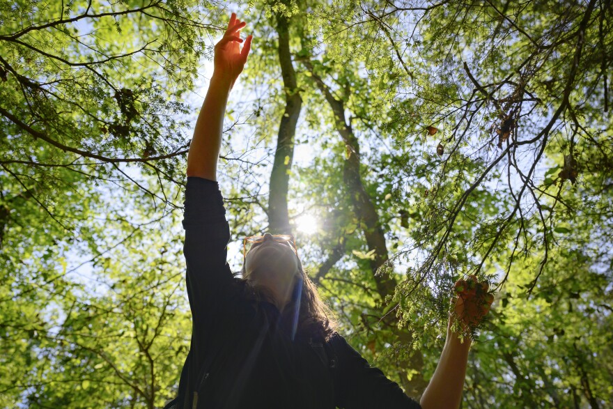 Amy Demers reaches for tips of Eastern Hemlock while foraging in Wallingford woods. Calling them “the tastiest tips of evergreen trees,” Demers said she likes to mix them with brown sugar to make “a syrup that has this like pine citrus taste to it. It's really unique and tasty.” Demers founded the Connecticut Foraging Club in March, 2021, and regularly leads foraging walks and classes around Connecticut.