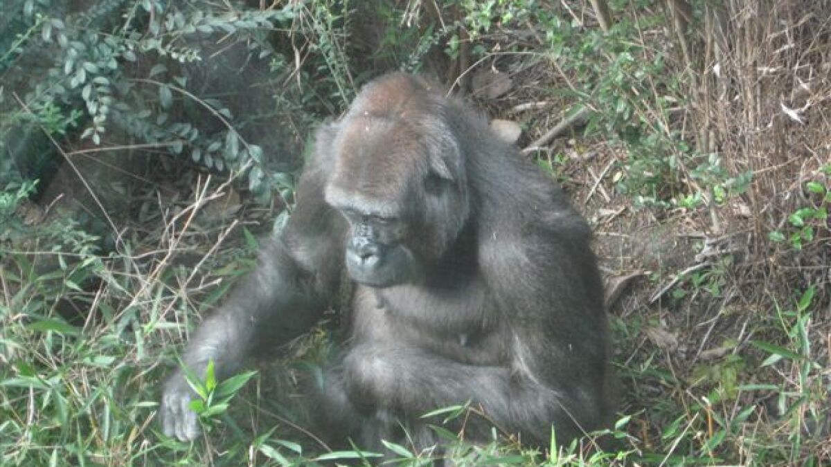 Gorilla Escape Blamed On Human Error | KERA News, image size:1200x675