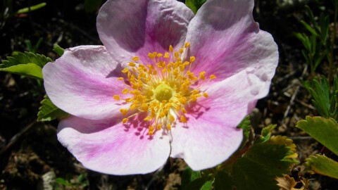 Wild prairie rose on Upper Souris National Wildlife Refuge in North Dakota. The wild prairie rose is the state flower of North Dakota.