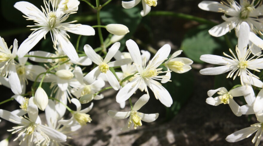 Clematis terniflora